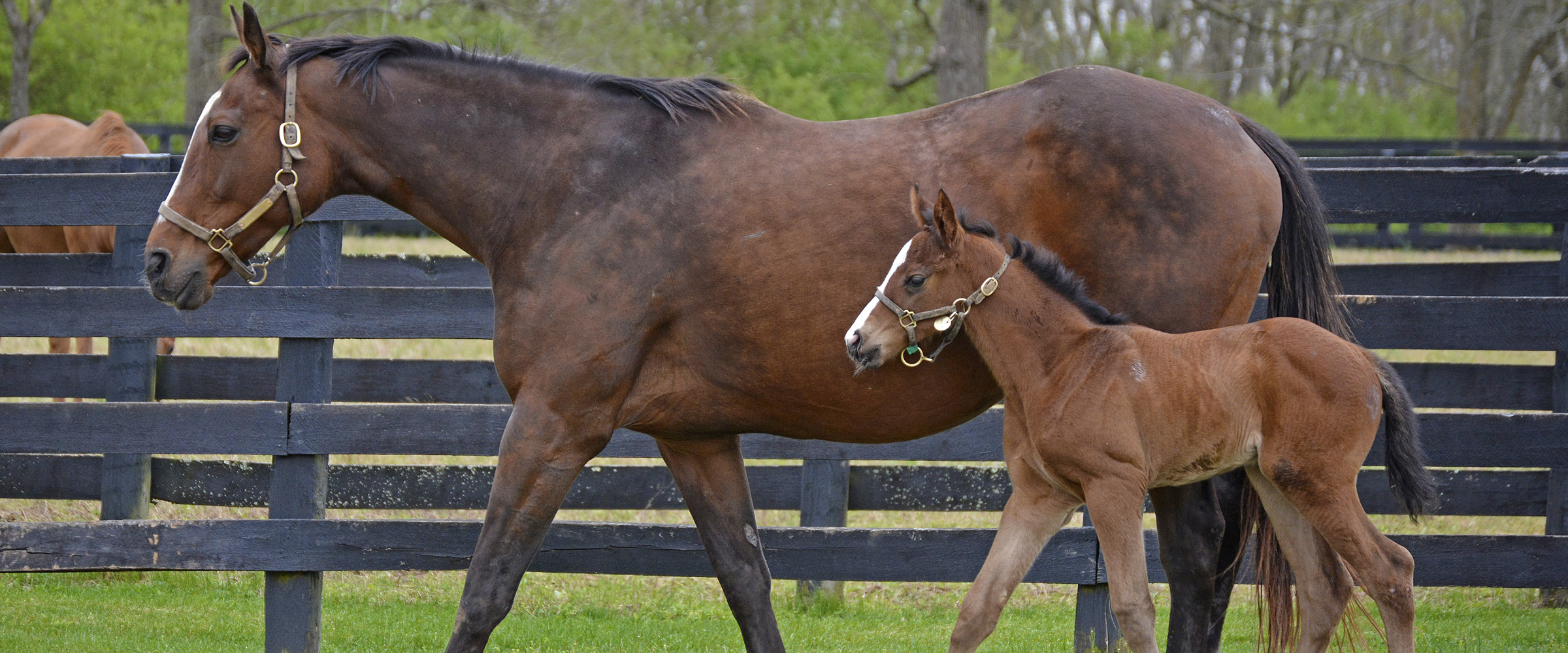 Online programme shares the miracle of foals being born